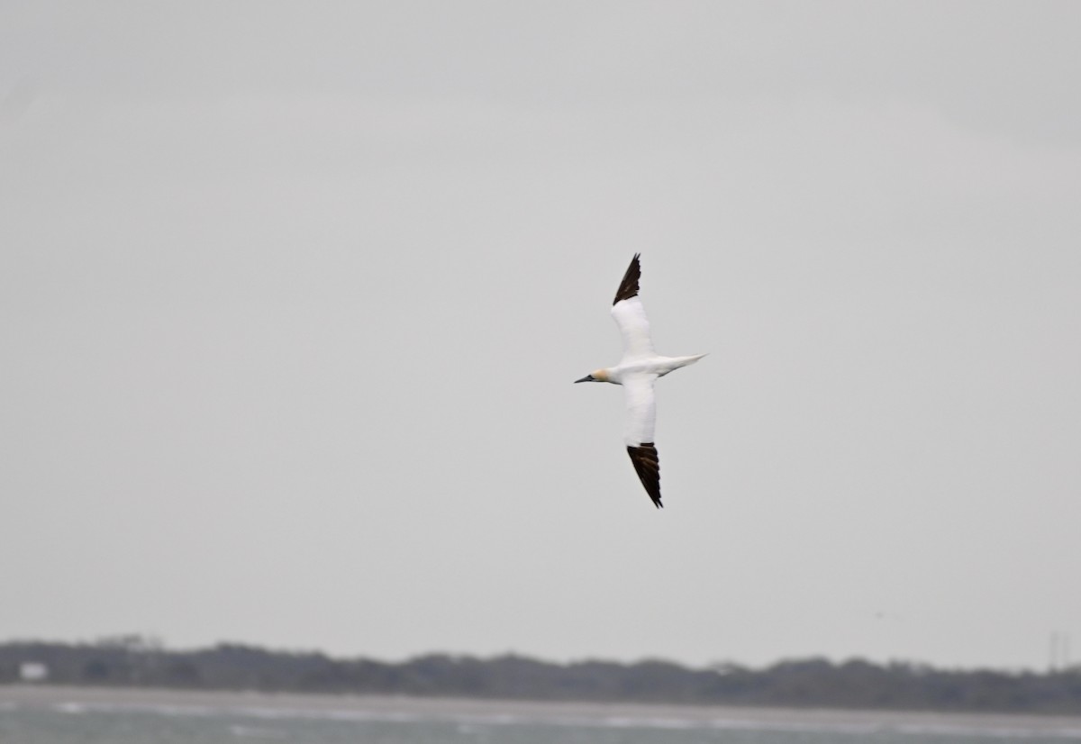 Northern Gannet - ML240932111