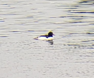 Common Merganser - ML240932241