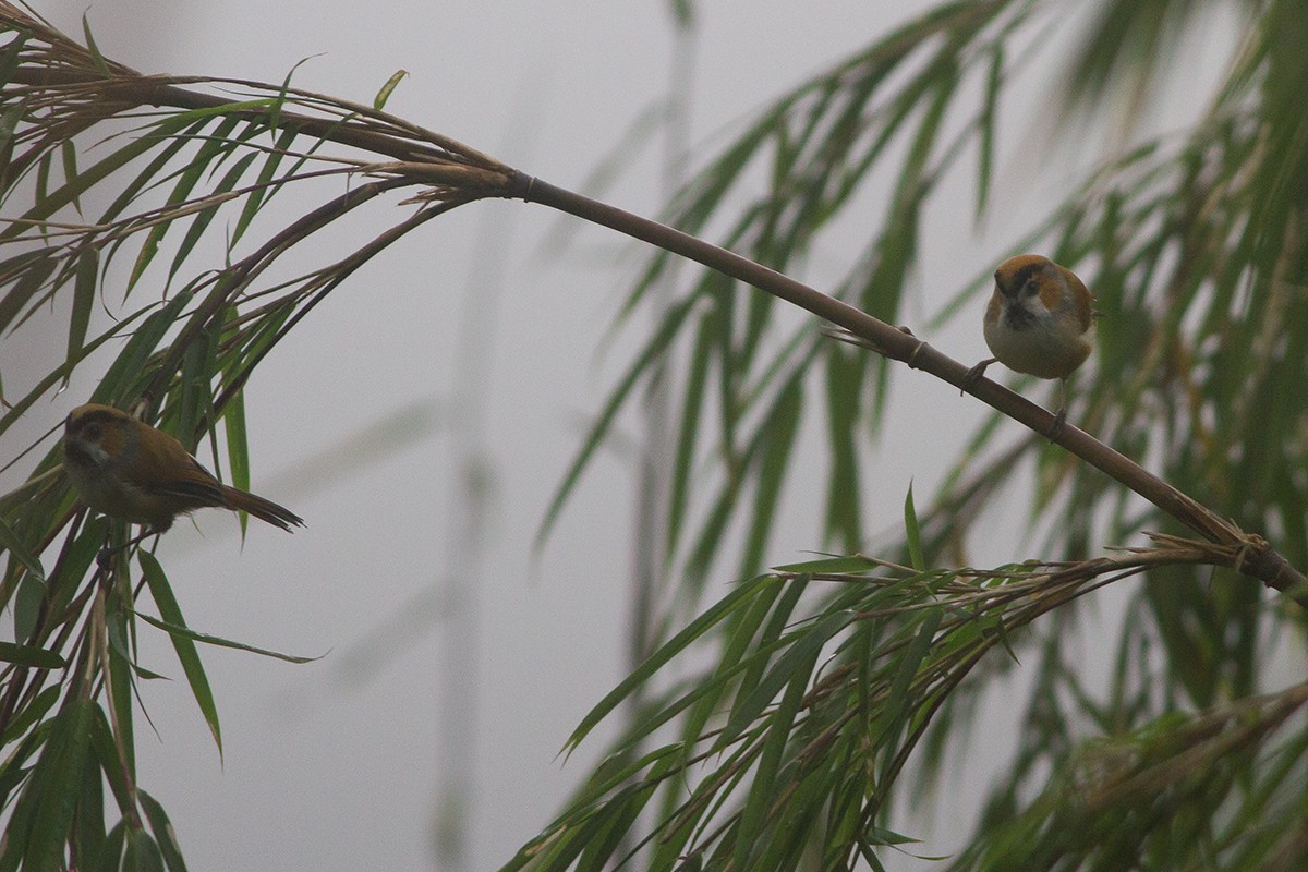 Black-throated Parrotbill - ML240932601