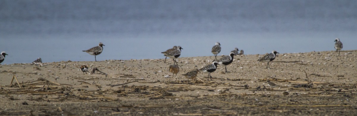 Black-bellied Plover - Tami Reynolds