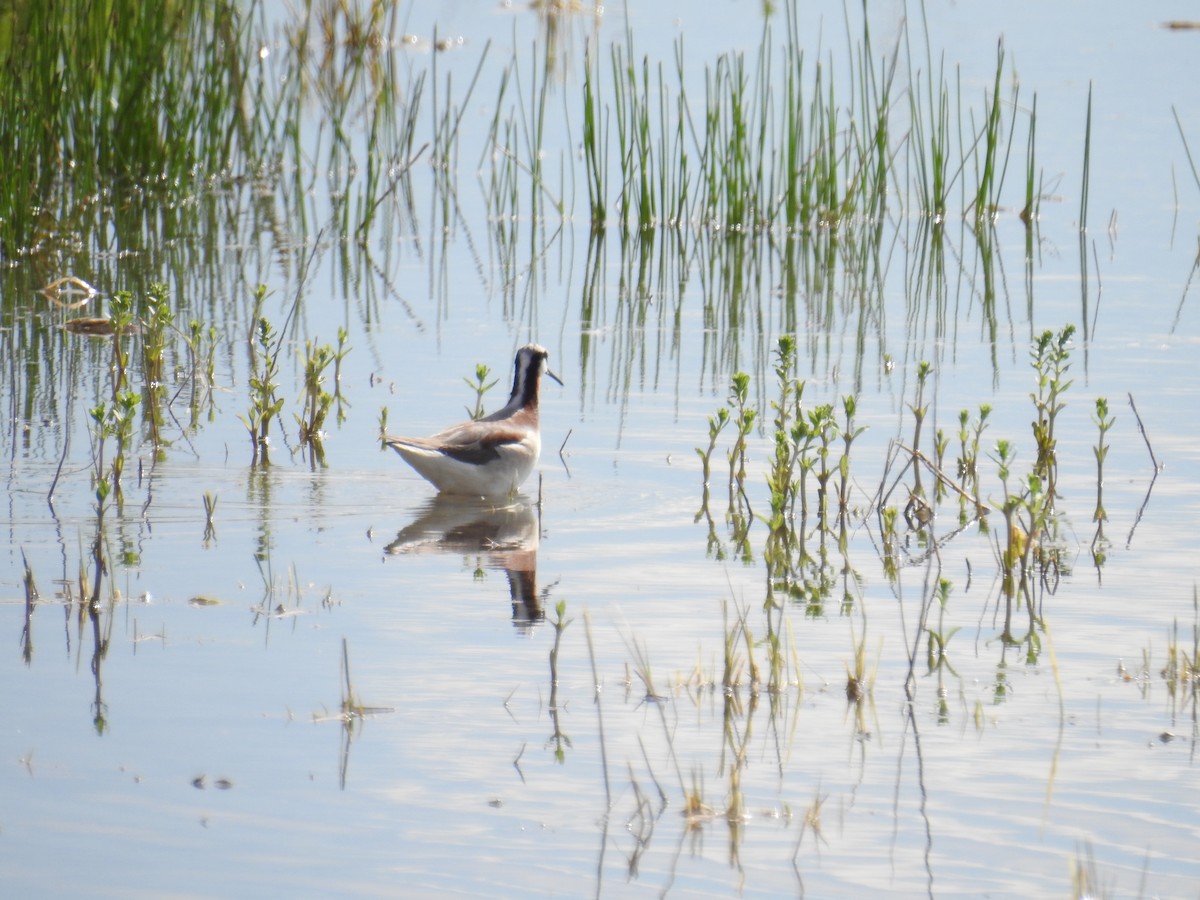 Phalarope de Wilson - ML240934981