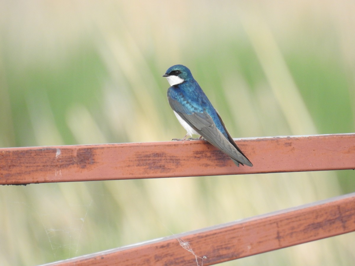 Tree Swallow - ML240935491