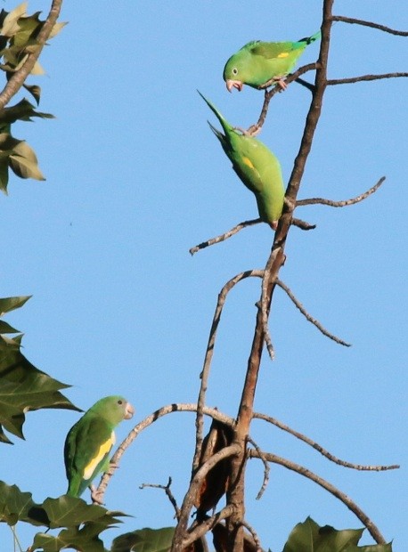 White-winged Parakeet - ML24093781