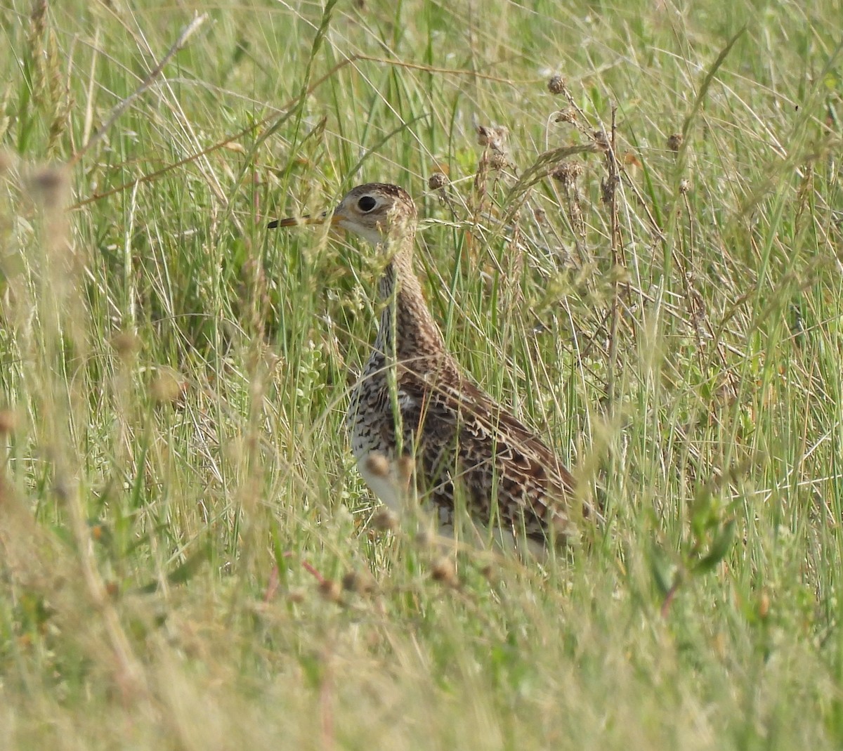 Upland Sandpiper - ML240937821