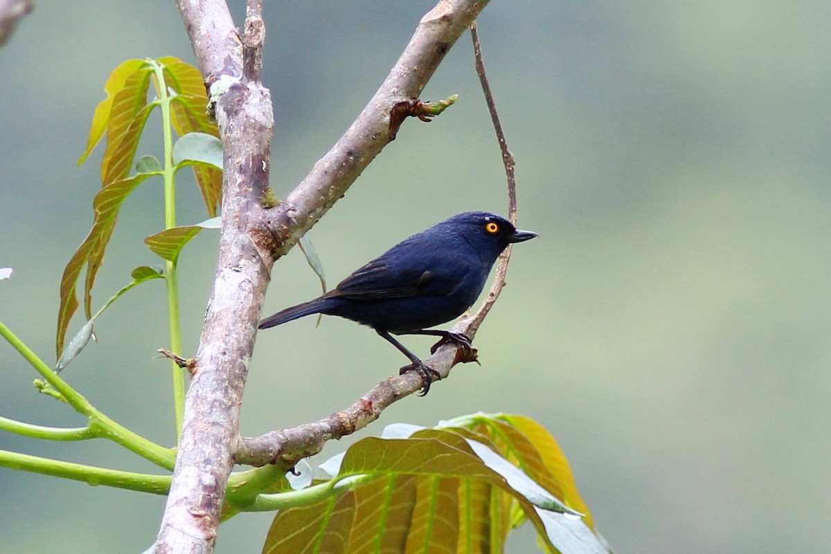 Percefleur glauque - ML24093871