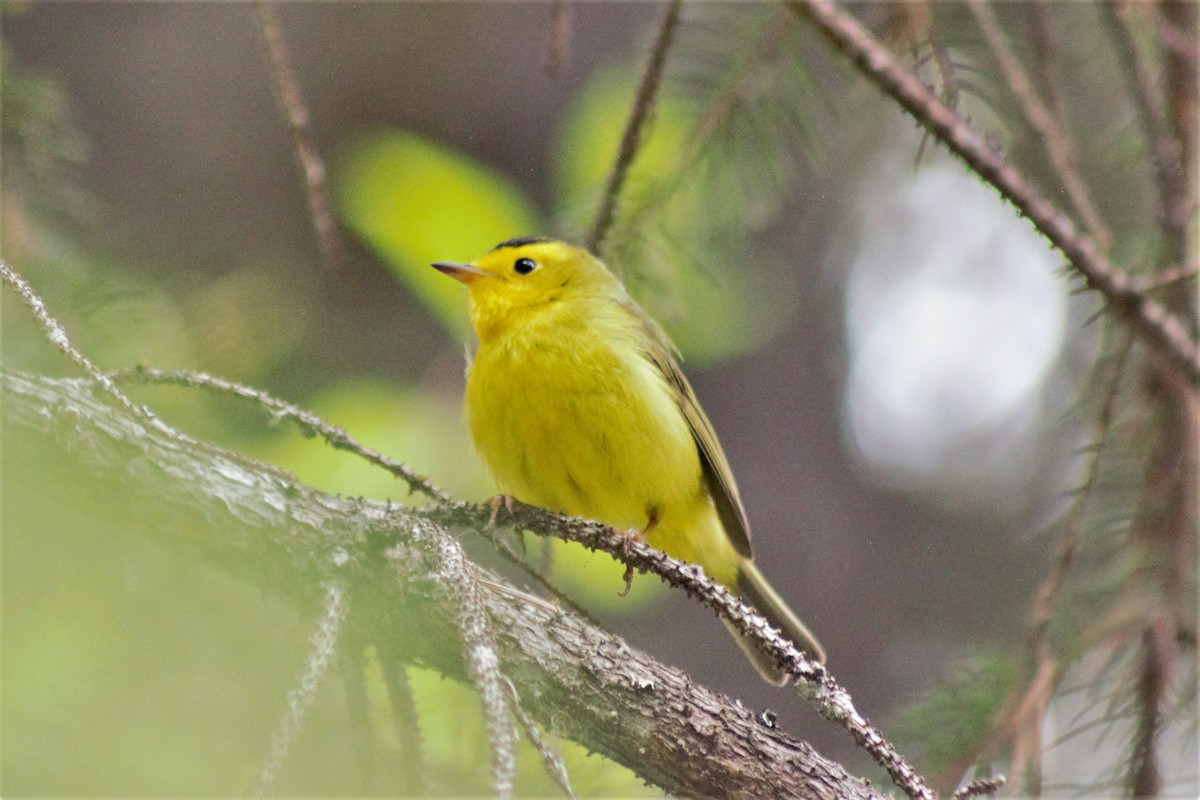 Wilson's Warbler - ML240938861