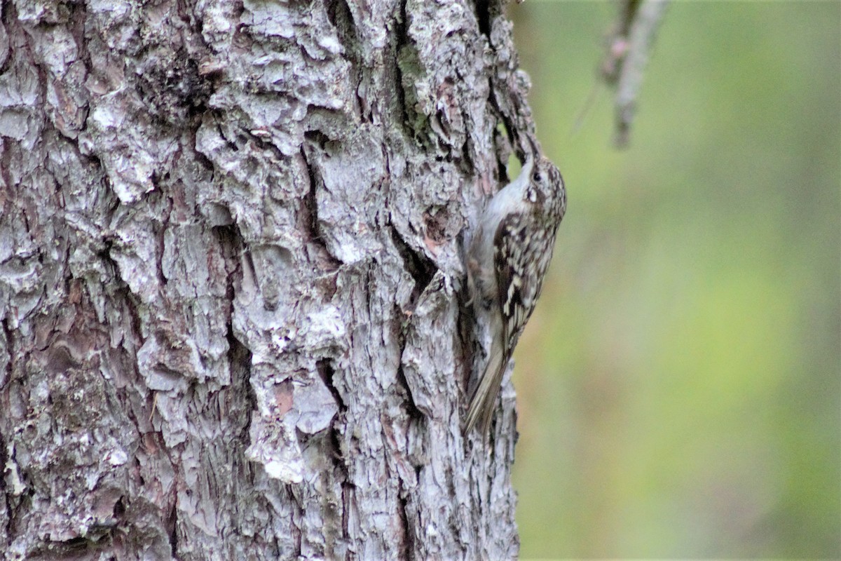 Brown Creeper - ML240938881