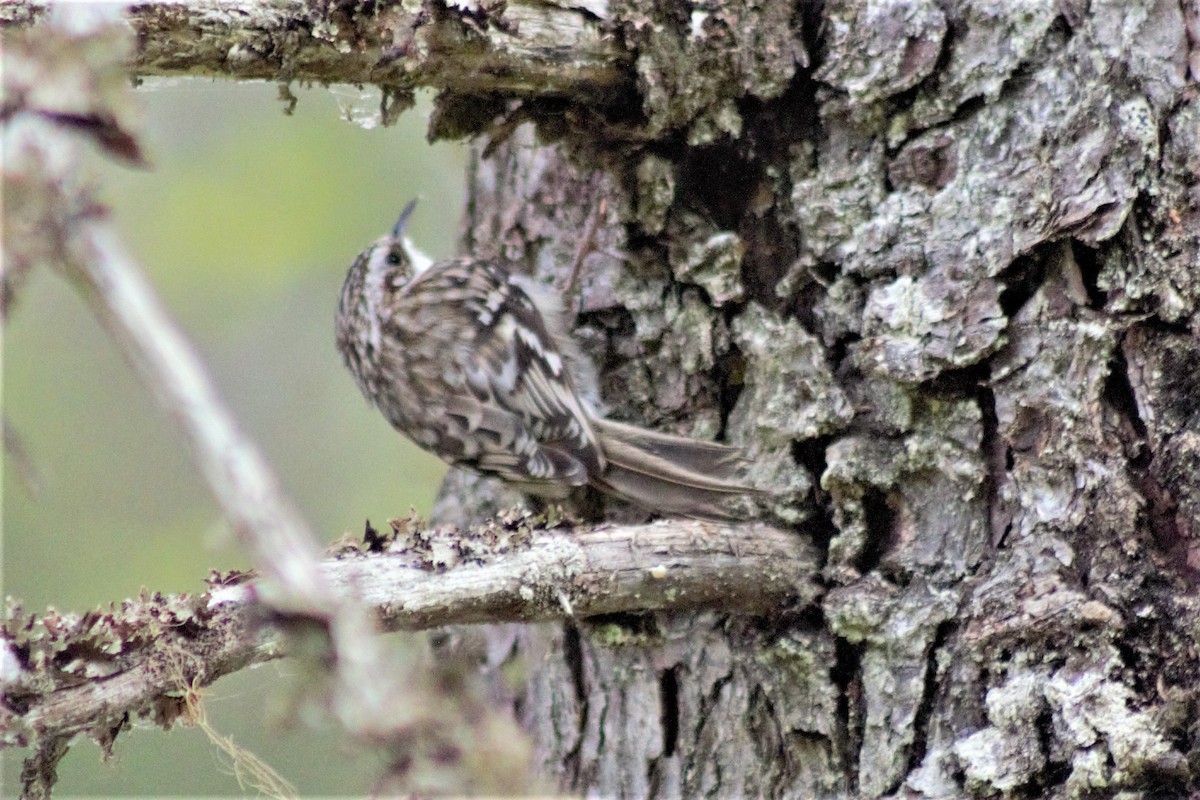 Brown Creeper - ML240938901