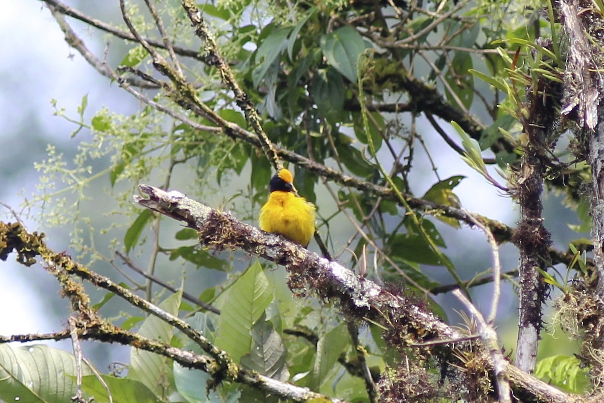 Organiste à ventre orange - ML24093891