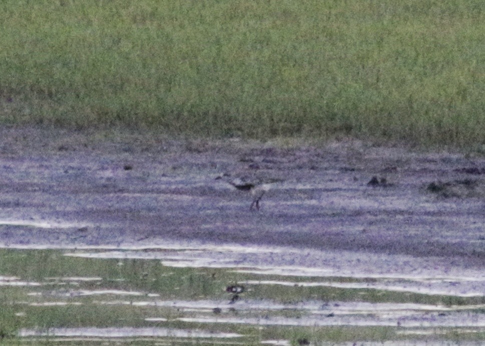 Black-bellied Plover - ML240941801