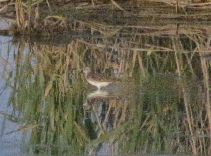 White-rumped Sandpiper - ML240941821