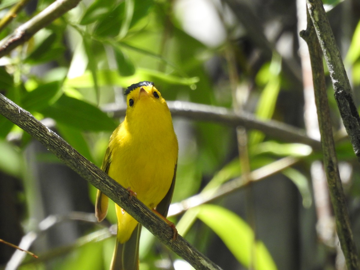 Wilson's Warbler - ML240941961