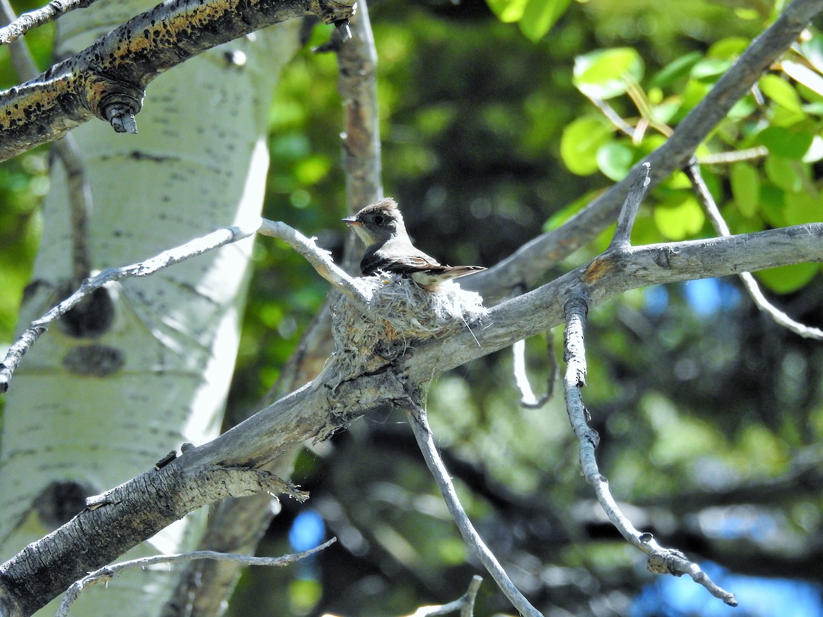 Western Wood-Pewee - ML240942011