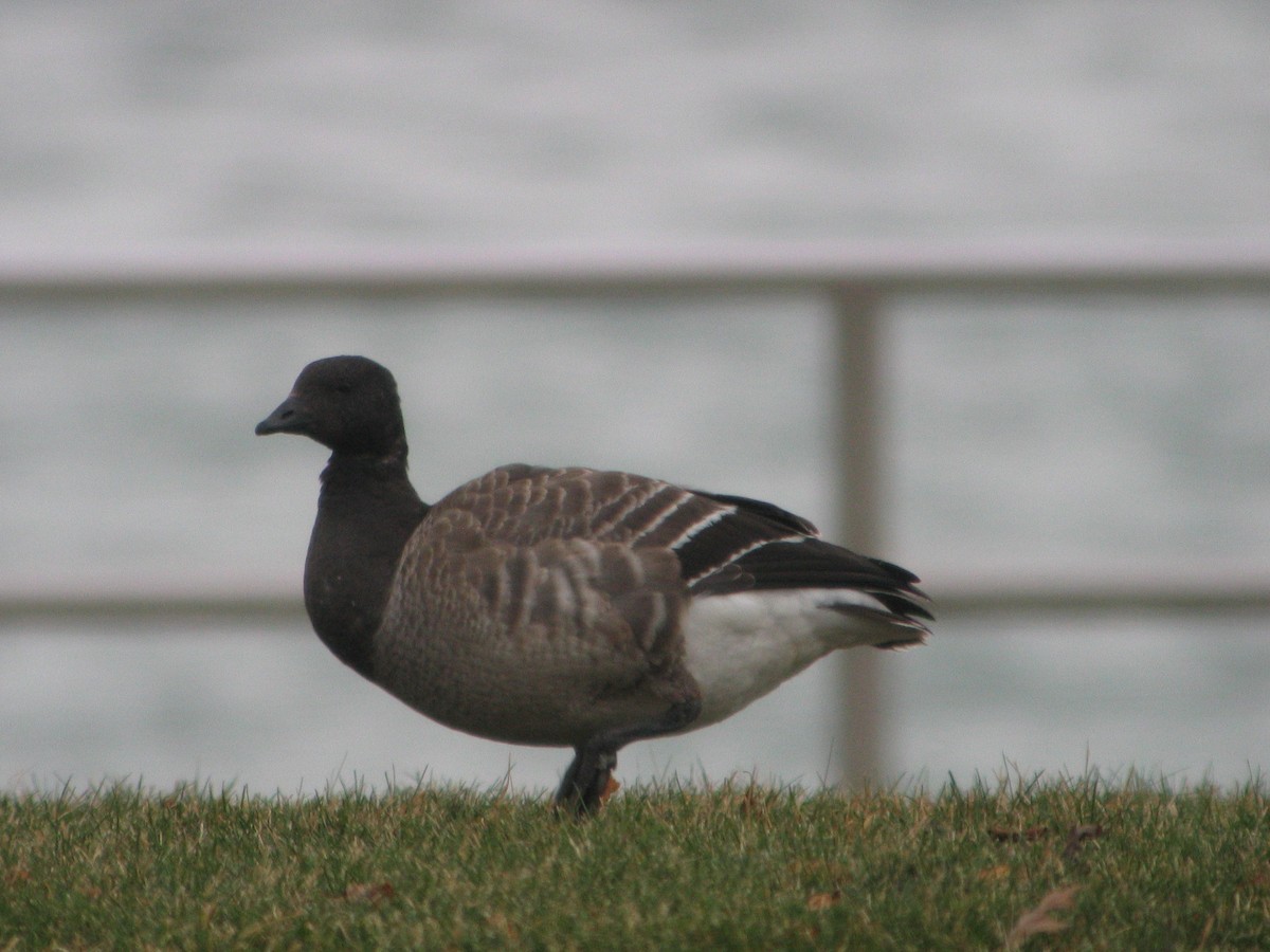 Brant - ML24094251