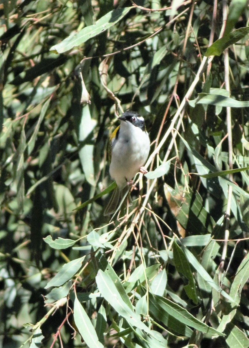 Méliphage à menton blanc - ML240943131