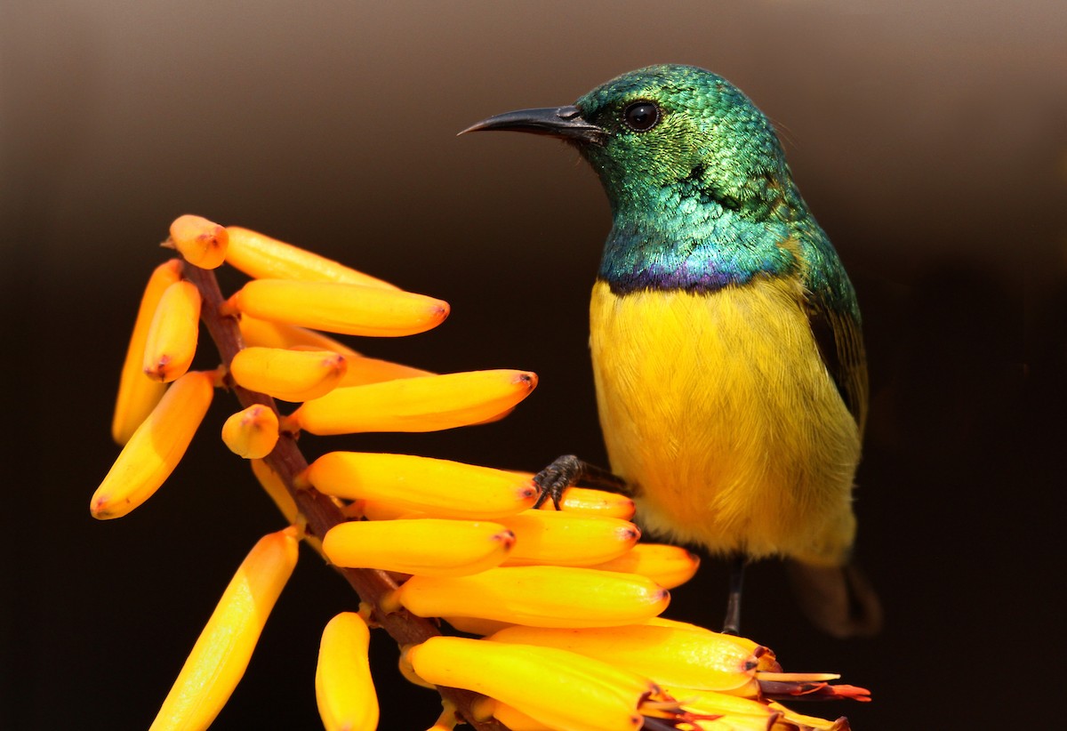 Collared Sunbird - ML240943851