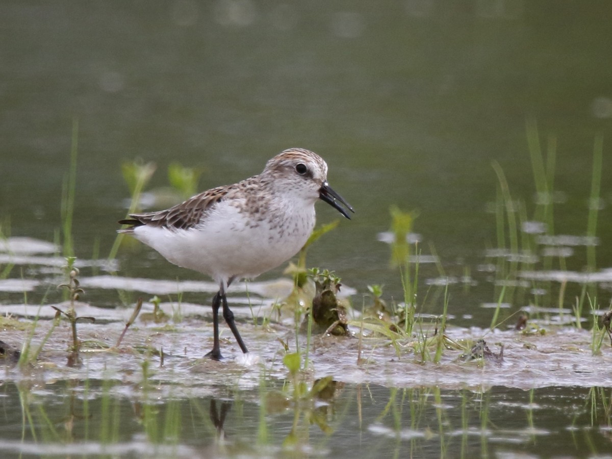 Semipalmated Sandpiper - ML240944071