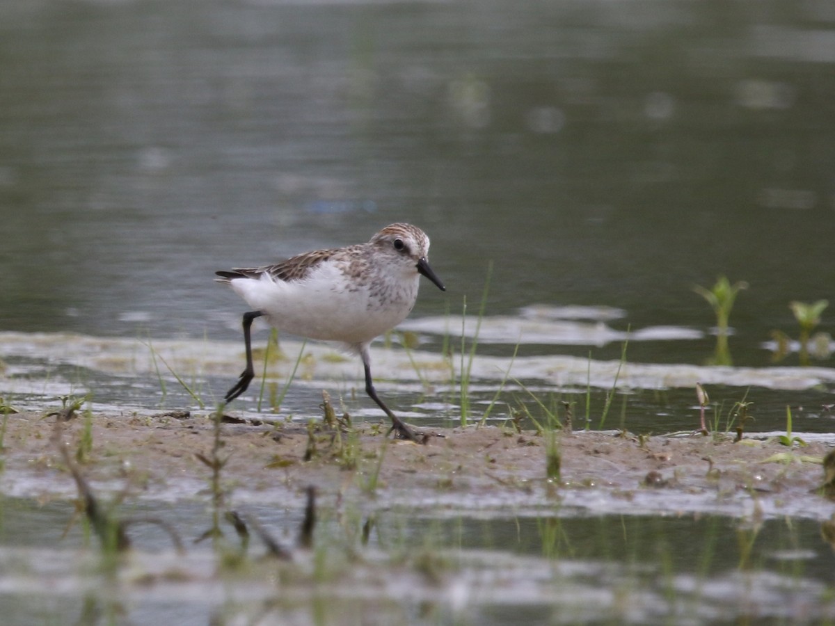 Semipalmated Sandpiper - ML240944111