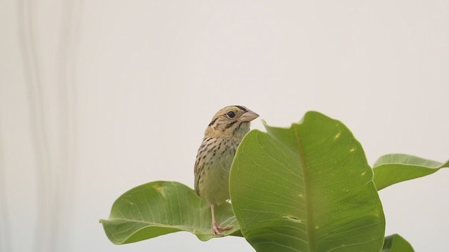 Henslow's Sparrow - ML240945031