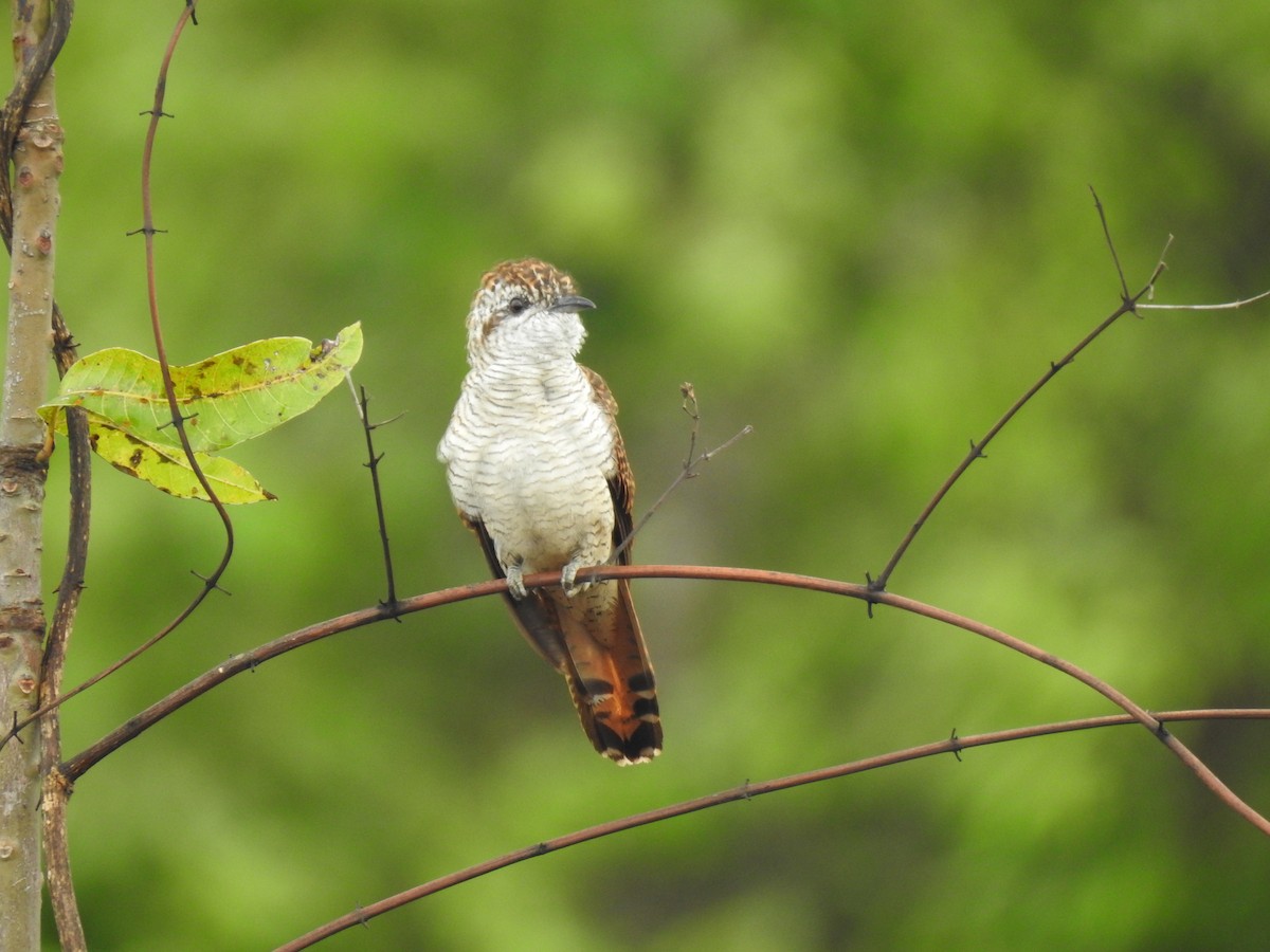 Banded Bay Cuckoo - Nishad Eshaal