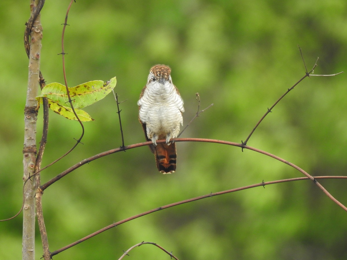 Banded Bay Cuckoo - ML240945171