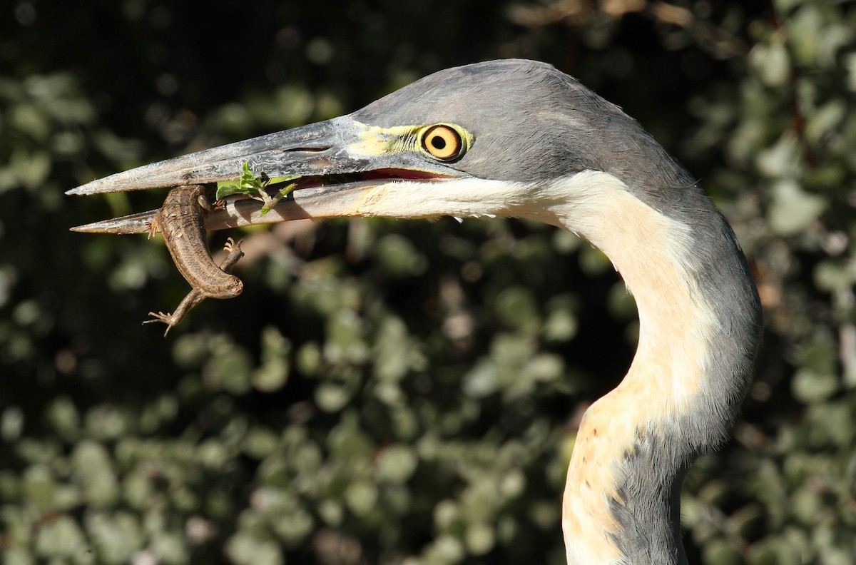 Black-headed Heron - ML240945261