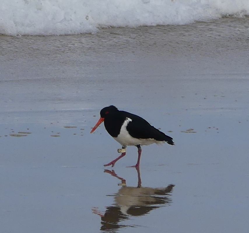 Pied Oystercatcher - Martin Butterfield