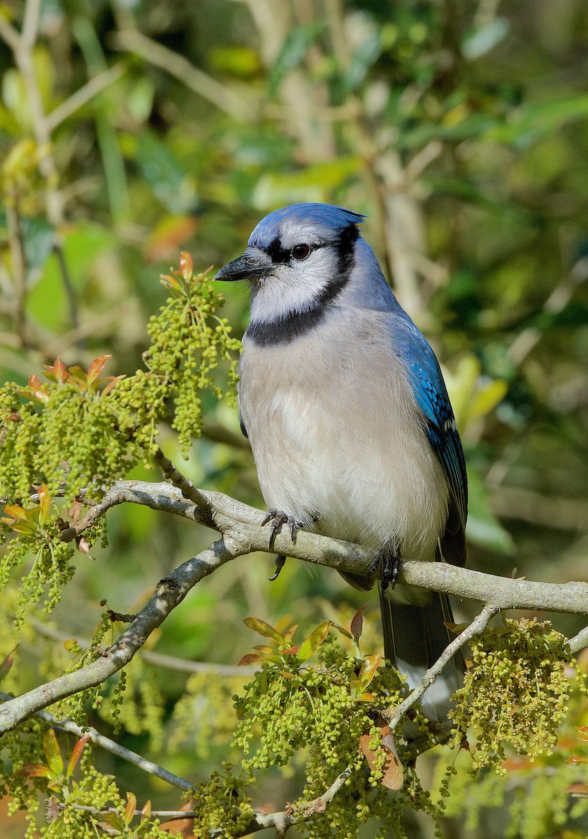 Blue Jay - Harlan Stewart