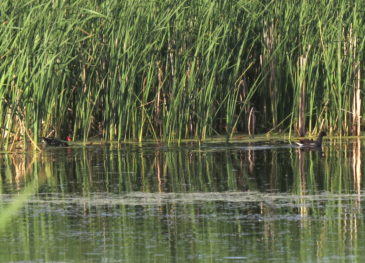 Gallinule d'Amérique - ML240949681