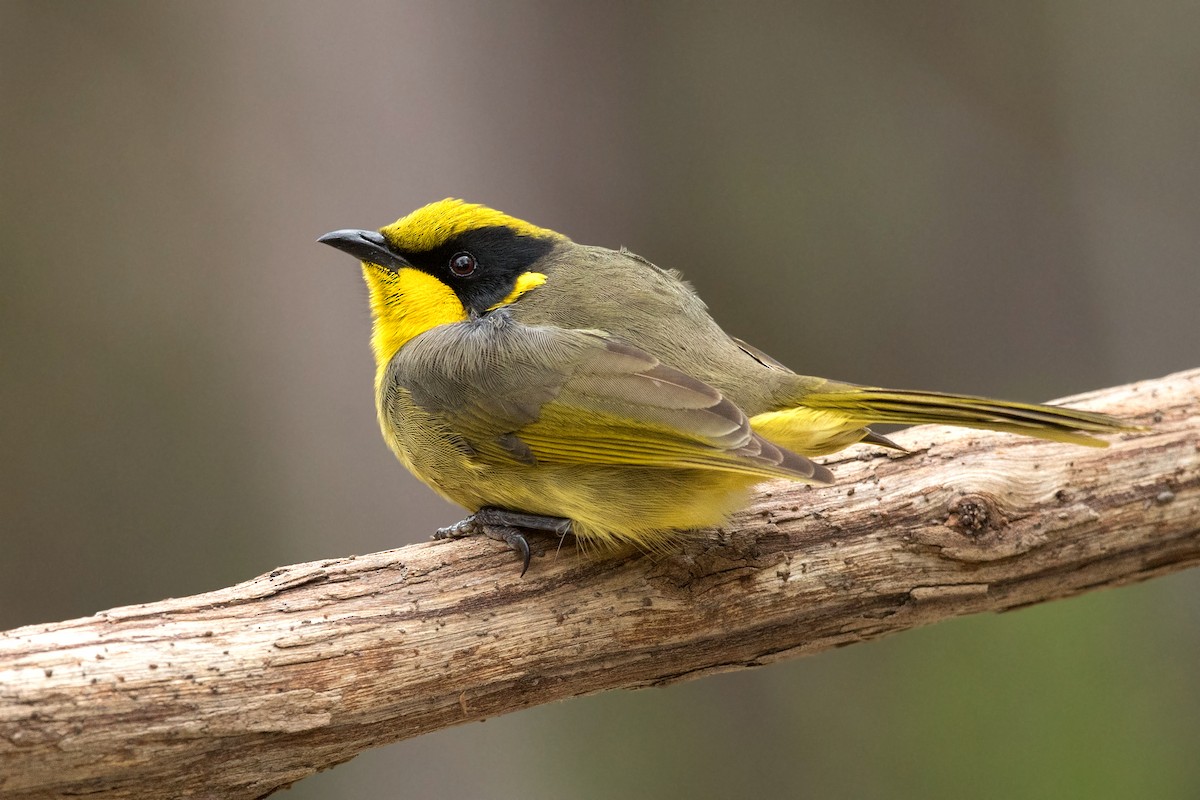 Yellow-tufted Honeyeater (Yellow-tufted) - David Irving