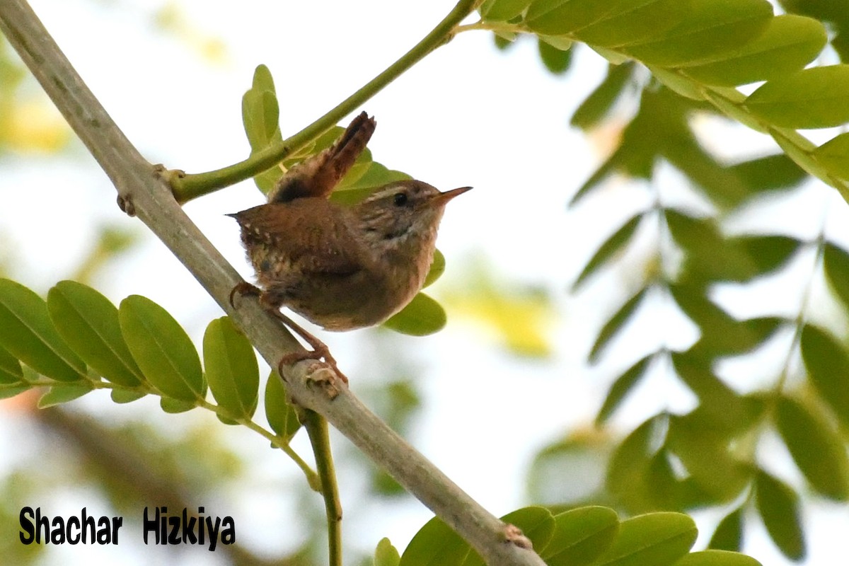 Eurasian Wren - ML240950771