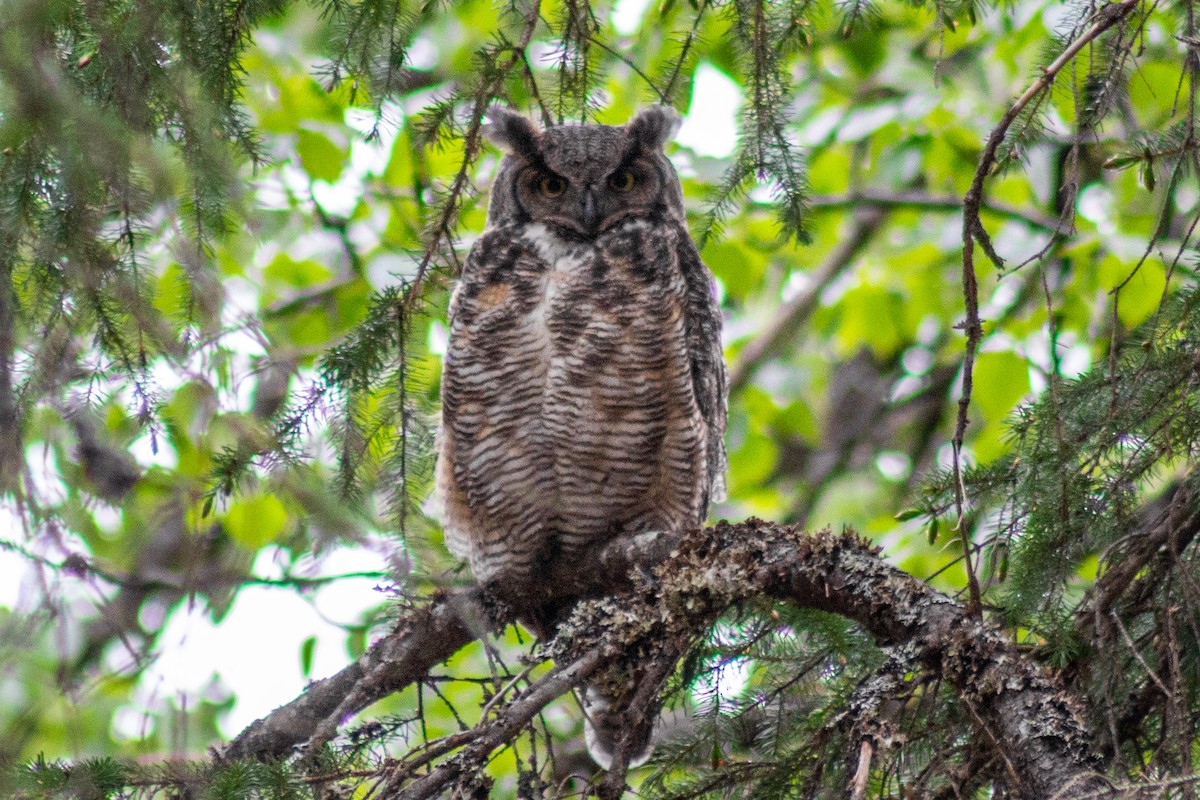 Great Horned Owl - ML240950871
