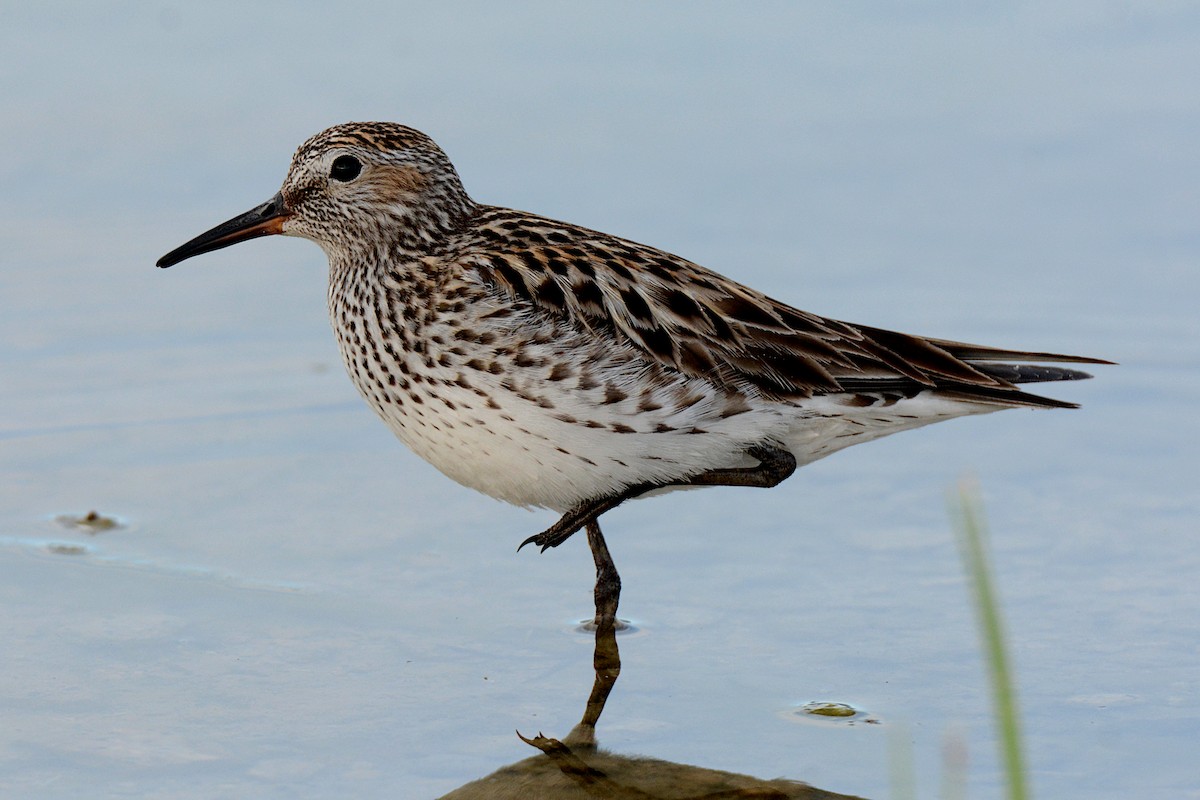 White-rumped Sandpiper - ML240951391