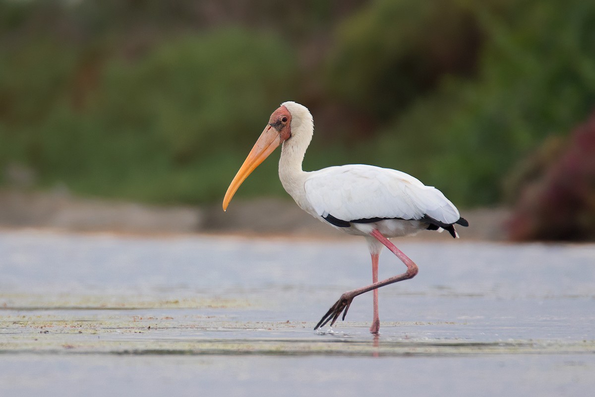 Milky Stork - Ayuwat Jearwattanakanok