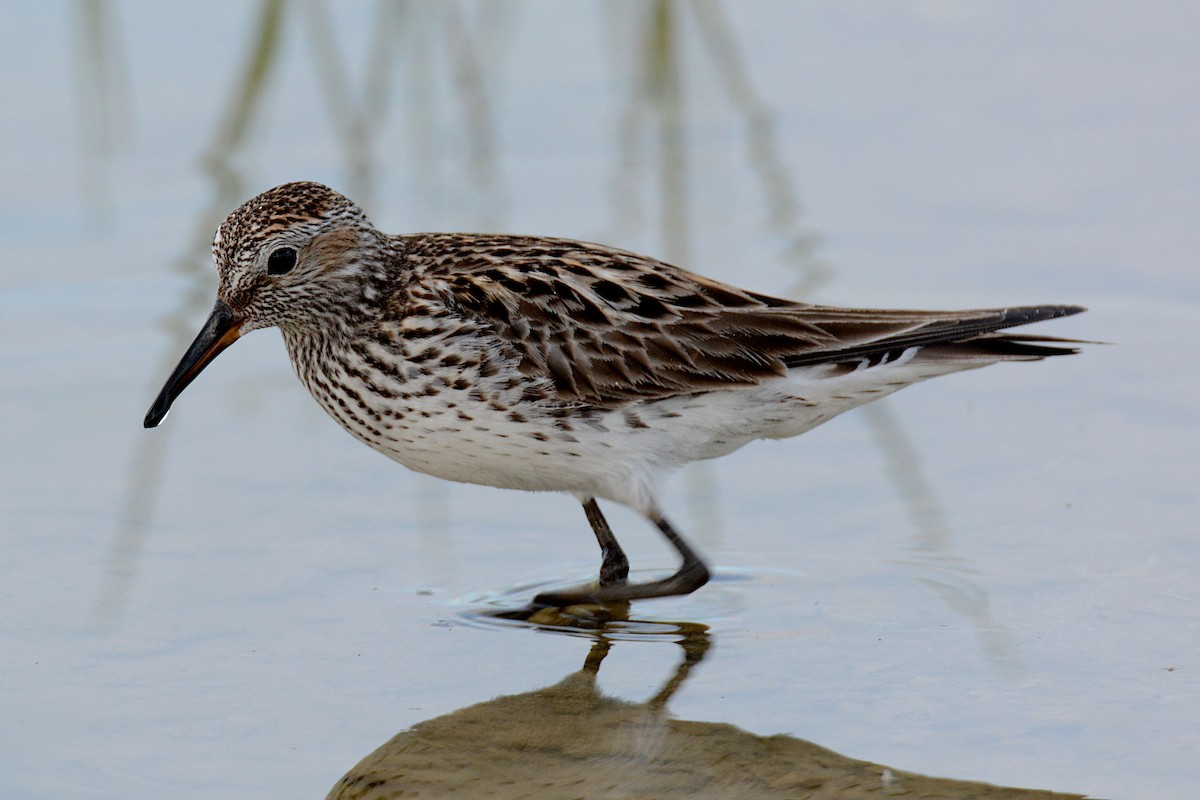 White-rumped Sandpiper - ML240952871