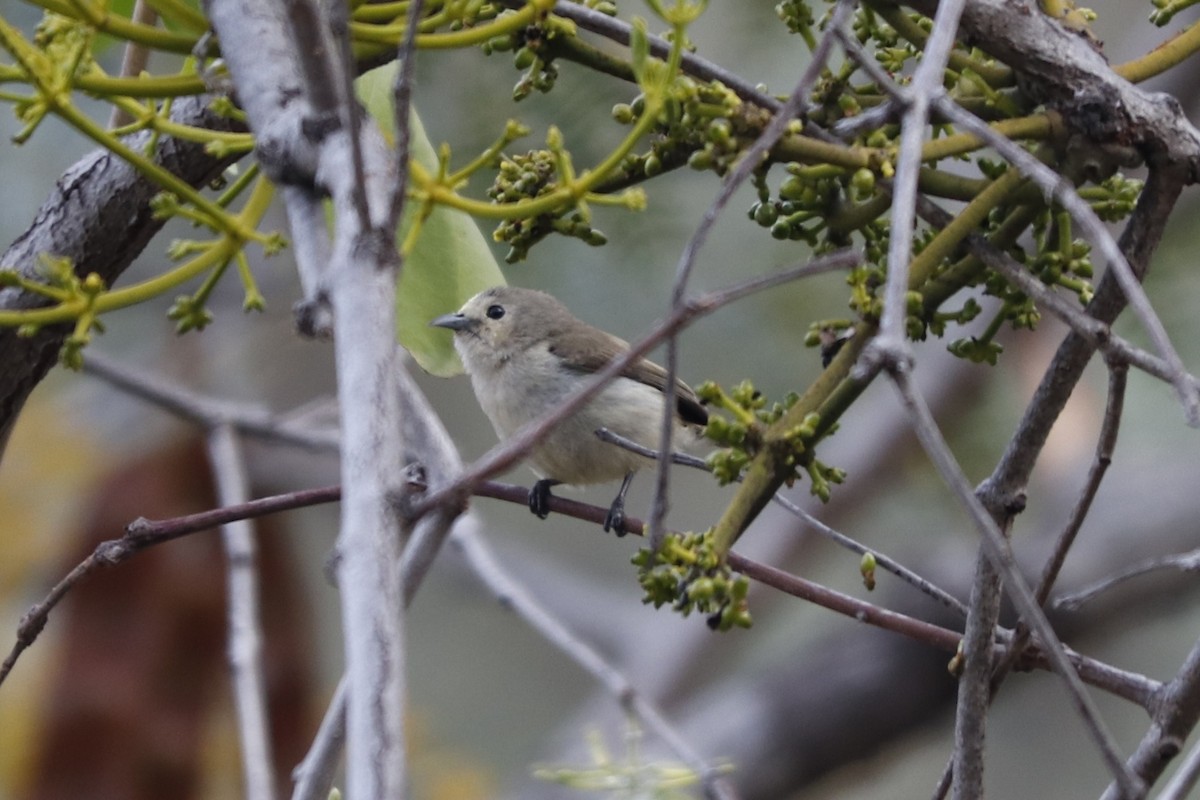 Nilgiri Flowerpecker - ML240953051