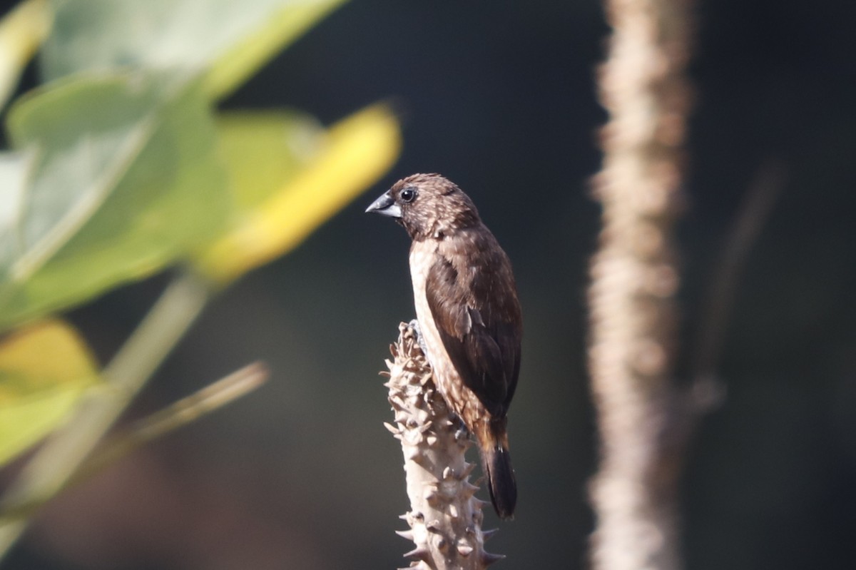 Black-throated Munia - ML240953121