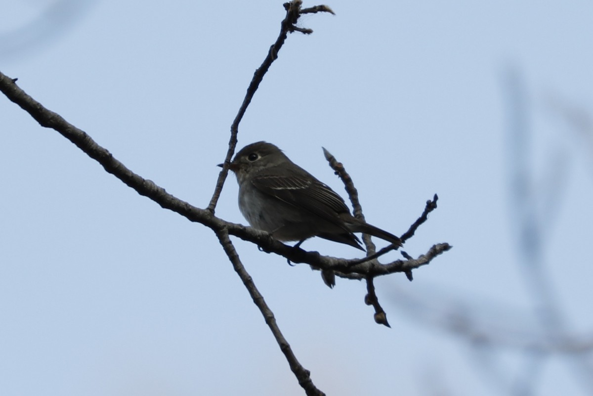 Asian Brown Flycatcher - ML240953151