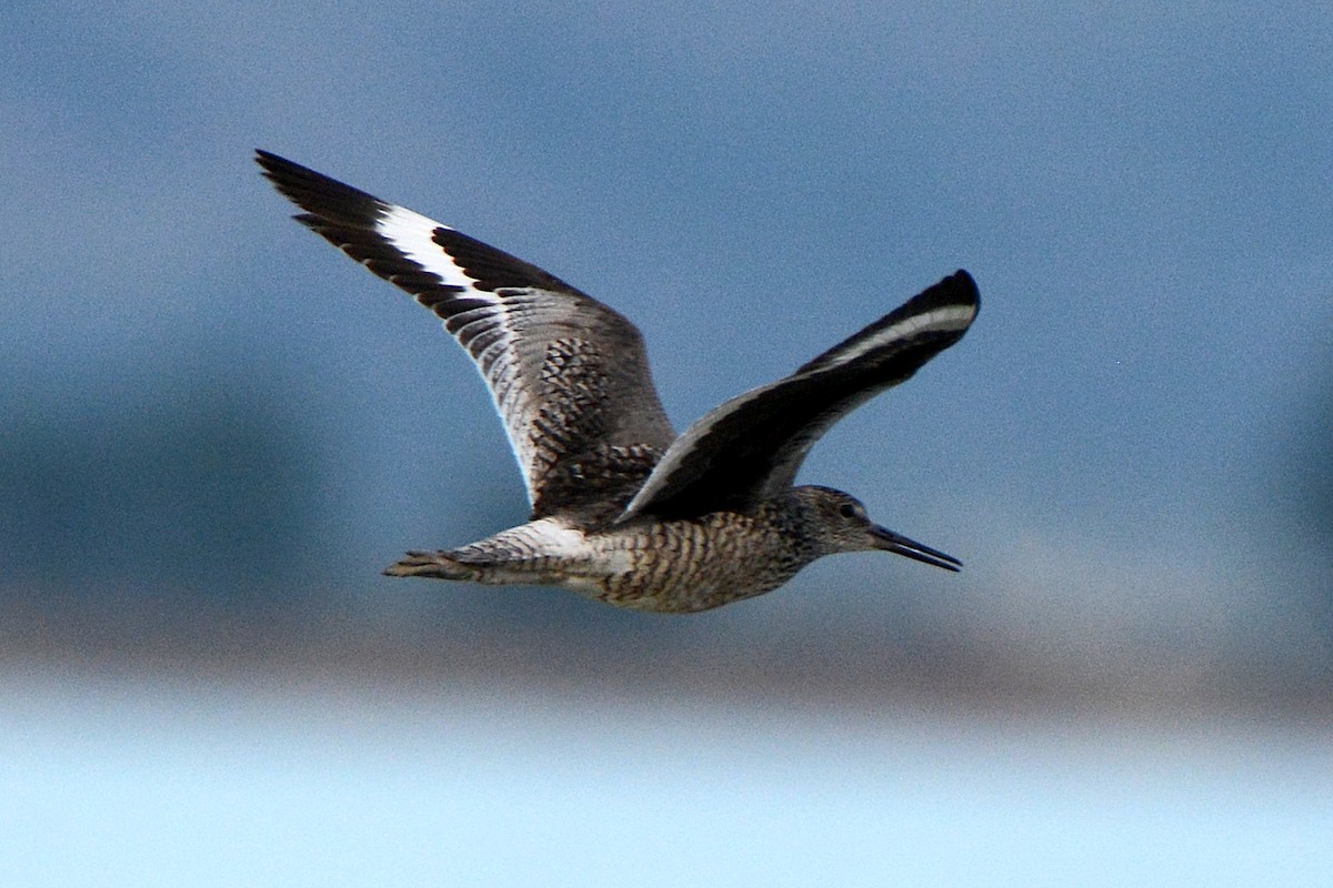 Willet (Western) - ML240953551