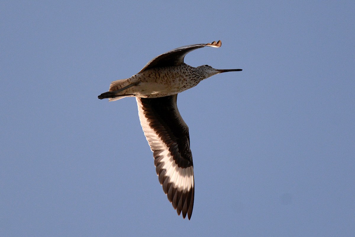 Willet (Western) - ML240954021