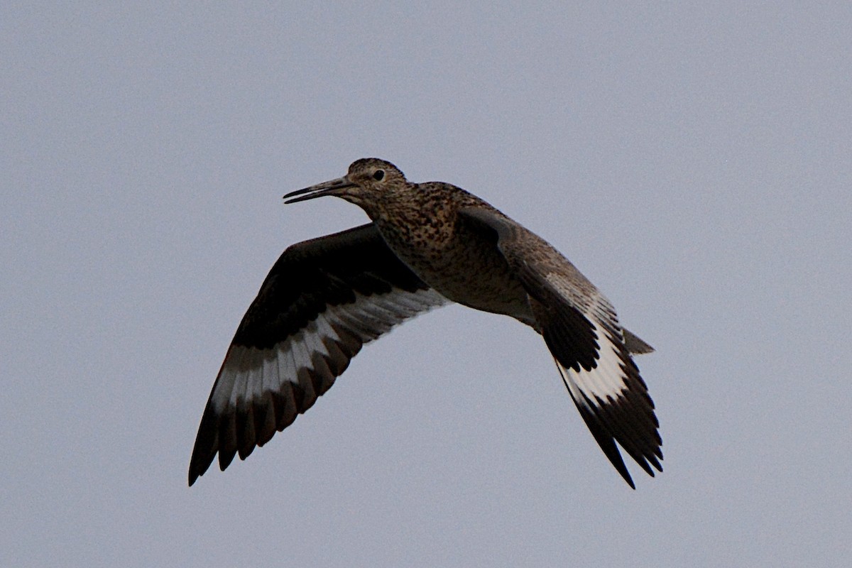 Willet (Western) - ML240954221