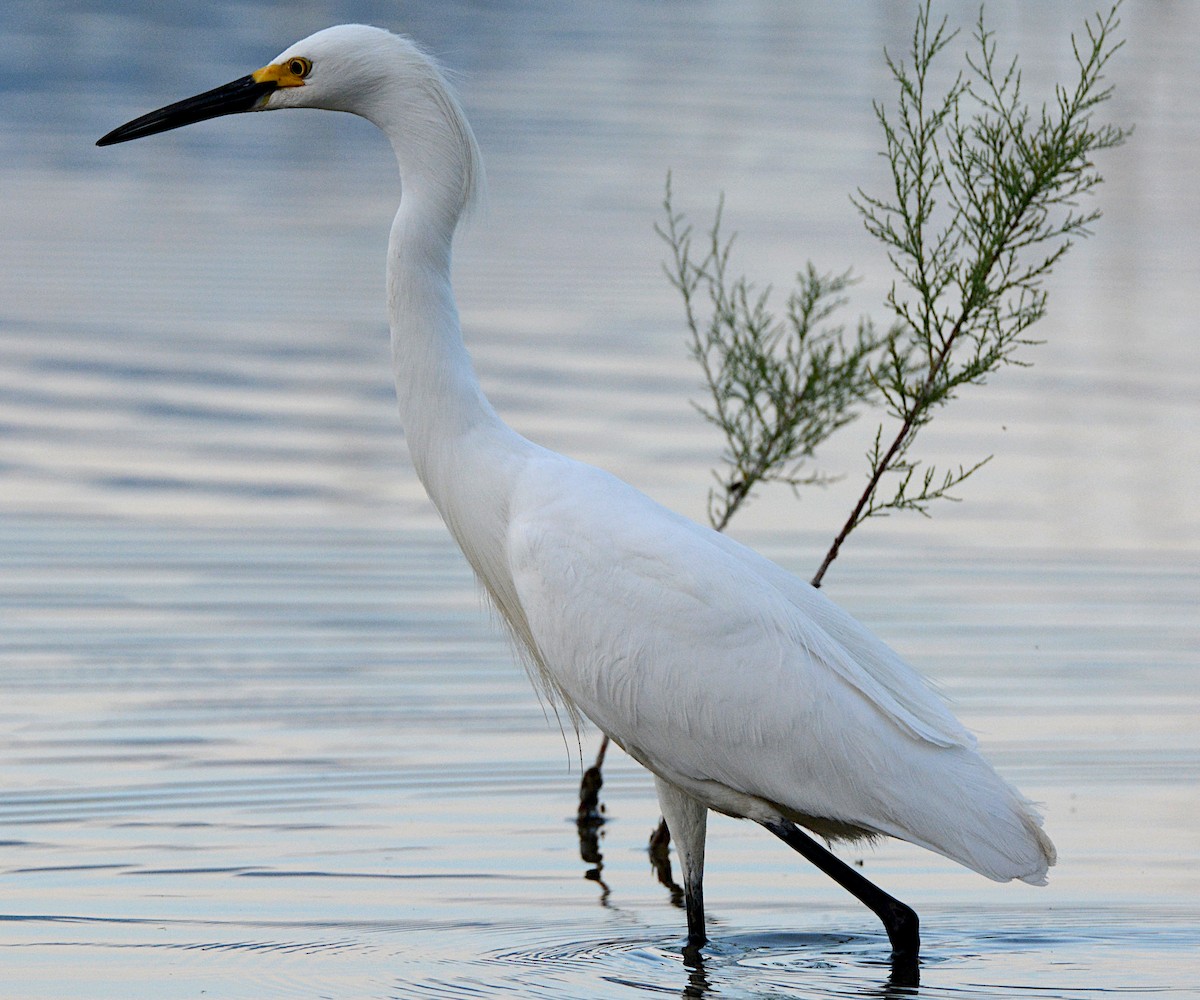 Snowy Egret - ML240955191