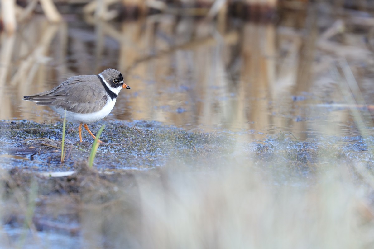 Semipalmated Plover - ML240956771