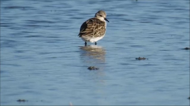 Red-necked Stint - ML240957821