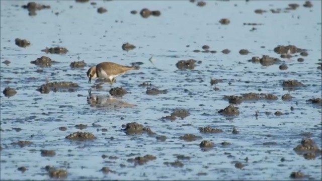 Double-banded Plover - ML240957841