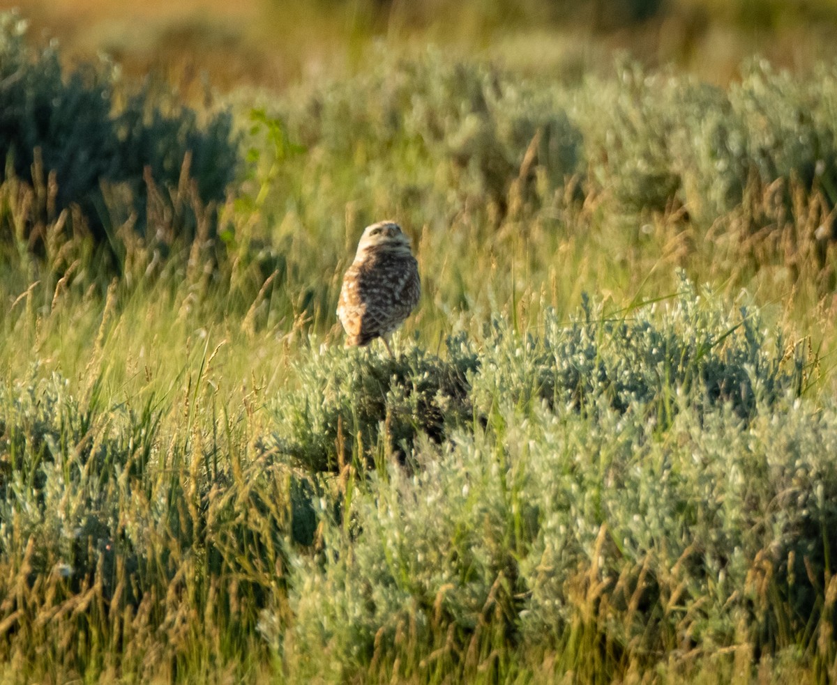 Burrowing Owl - ML240958051