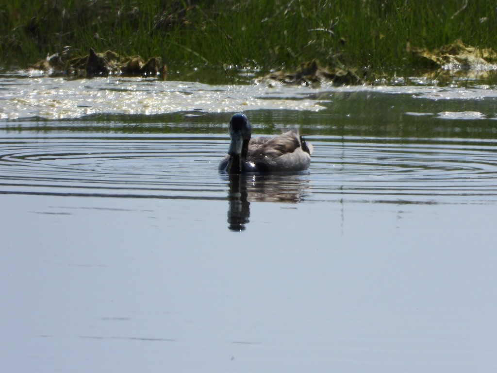 Mallard - Tom Marsan-Ryan