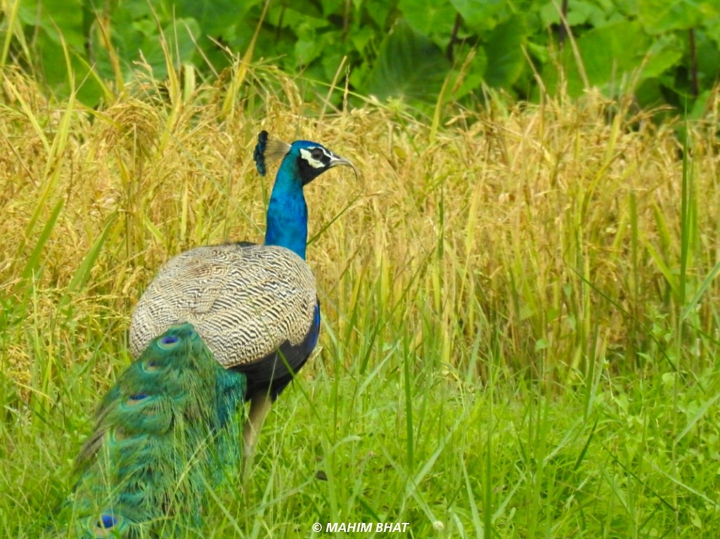 Indian Peafowl - ML240958621