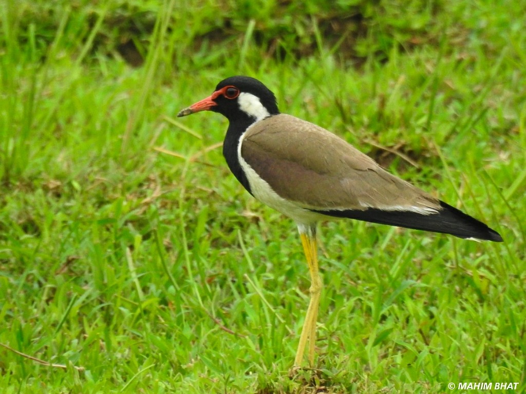 Red-wattled Lapwing - ML240958641