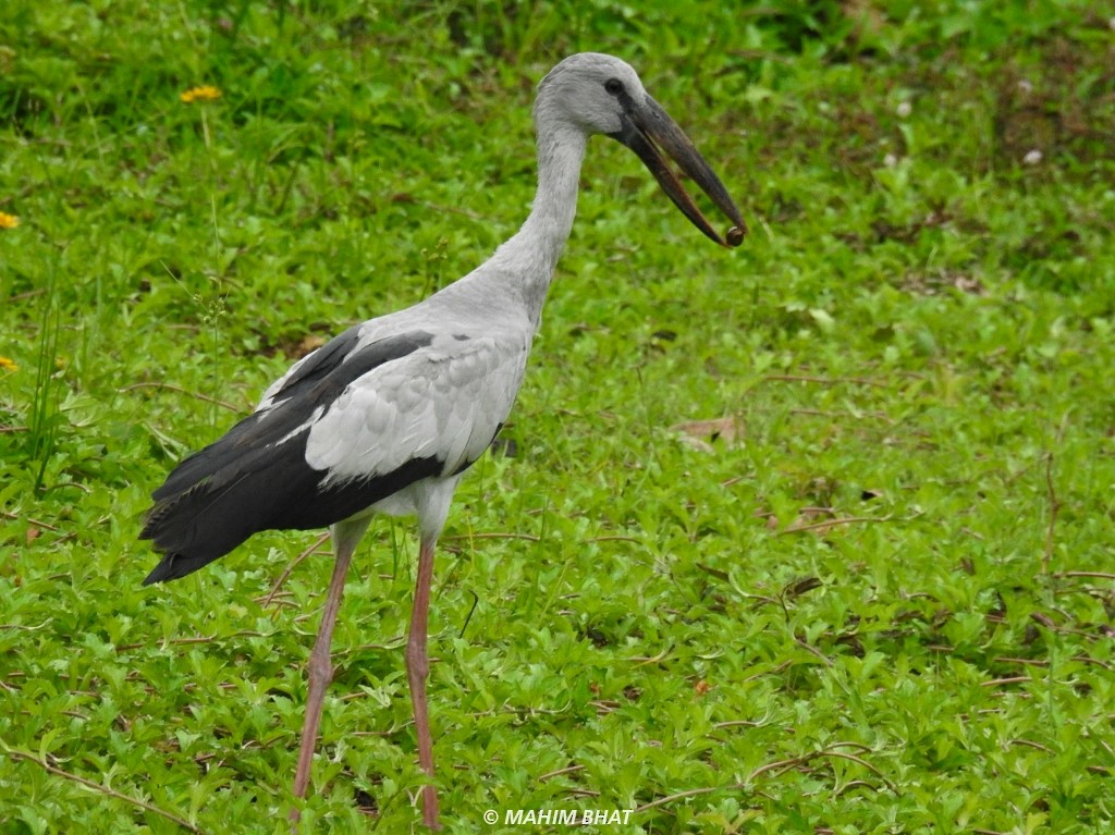 Asian Openbill - ML240958701